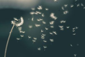 dandelion tufts floating in breeze